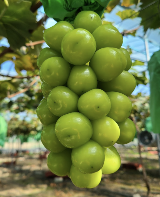 Dajunpam Syainmeoseuket Hauseu Jeuppoktan Honey Grape , 1 Box , Syain 1 kg (2 Song ) (다준팜 샤인머스켓 하우스 프리미엄 과즙폭탄 꿀포도, 1박스, 샤인 1kg (2송이))