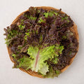 Domestic Red Lettuce (국내산 적상추)