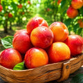 Geuk Brix Jaejumunyul 1 Wi Hauseu Plum , 1 Box , 300 g ([극Brix] 재주문율1위 하우스 자두, 1박스, 300g)