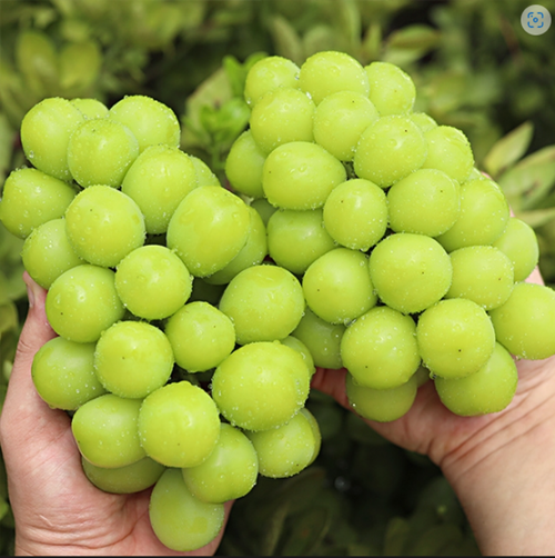 & Beu Mango Flavor Grape High Sweetness Sweetness Bo Sheets Jeongyong Seonmulyong 15 Beurikseusang Syainmeoseuket Seonmul Set 1 Box Syainmeoseuket (3-5 Song ) 2 kg, [ (앤브이 망고맛포도 고당도 당도보장 가정용 선물용 15브릭스이상 샤인머스켓 선물세트 1박스 샤인머스켓 (3-5송이) 2kg, [특]2kg 5수)