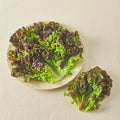 Eco-friendly Kki Red Lettuce , 80 g, 1 Pack (친환경 한끼 적상추, 80g, 1개)