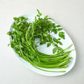 Domestic Jae Water Dropwort , 1 Pack , 200 g (국내산 한재 미나리, 1개, 200g)