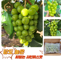 Gutpipeul Syainmeoseuket Syainmeoseuket Grape Sainmeoseuket Cheong Grape Grape Syain , 1 Box , Shine Muscat Ban 1 kg Naeoe (2-3 Song ) ([굿피플] 샤인머스켓 샤인머스켓포도 사인머스켓 청포도 포도 과일 샤인, 1박스, 샤인머스캣 일반 1kg내외(2-3송이))