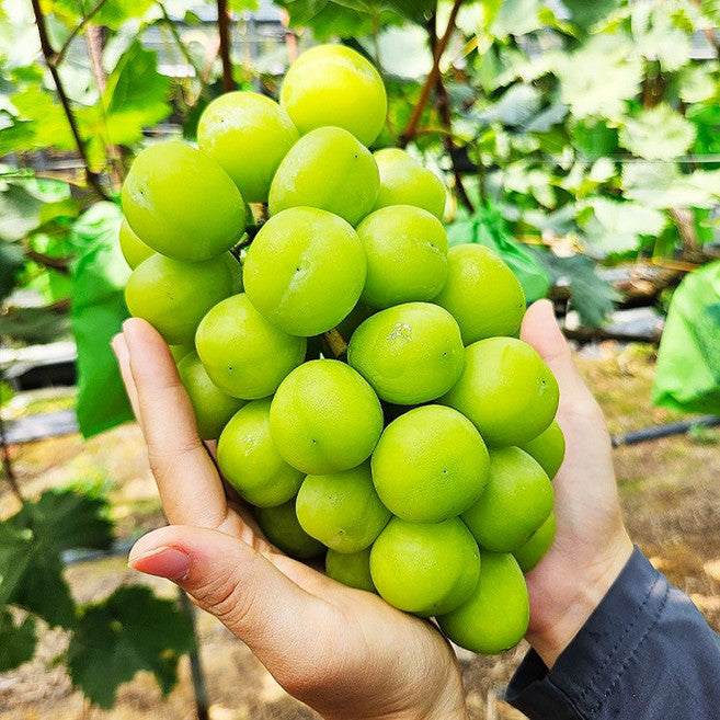 Shine Muscat , 1 Box , 1 kg Sang (1~2 Su ) (샤인머스캣, 1박스, 1kg 상과(1~2수))