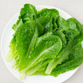 Romaine Sangchu (로메인 상추)