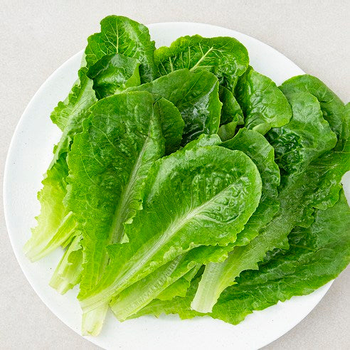 Romaine Sangchu (로메인 상추)