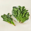 Domestic Eco-friendly Sigeumchi , 200 g, 1 Pack (국내산 친환경 시금치, 200g, 1개)