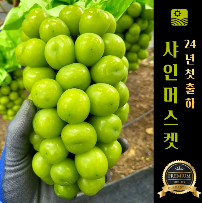 Nong Sheets Jiksong Eokaepanjeon Package High Sweetness Shine Muscat (18 Beurikseucho ), 1 Box , Jeongyong ( Sang )1 kg (2 Song ) ([농장직송 에어캡안전포장] 고당도 프리미엄 샤인머스캣 (18브릭스초과), 1박스, 가정용(상)1kg (2송이))